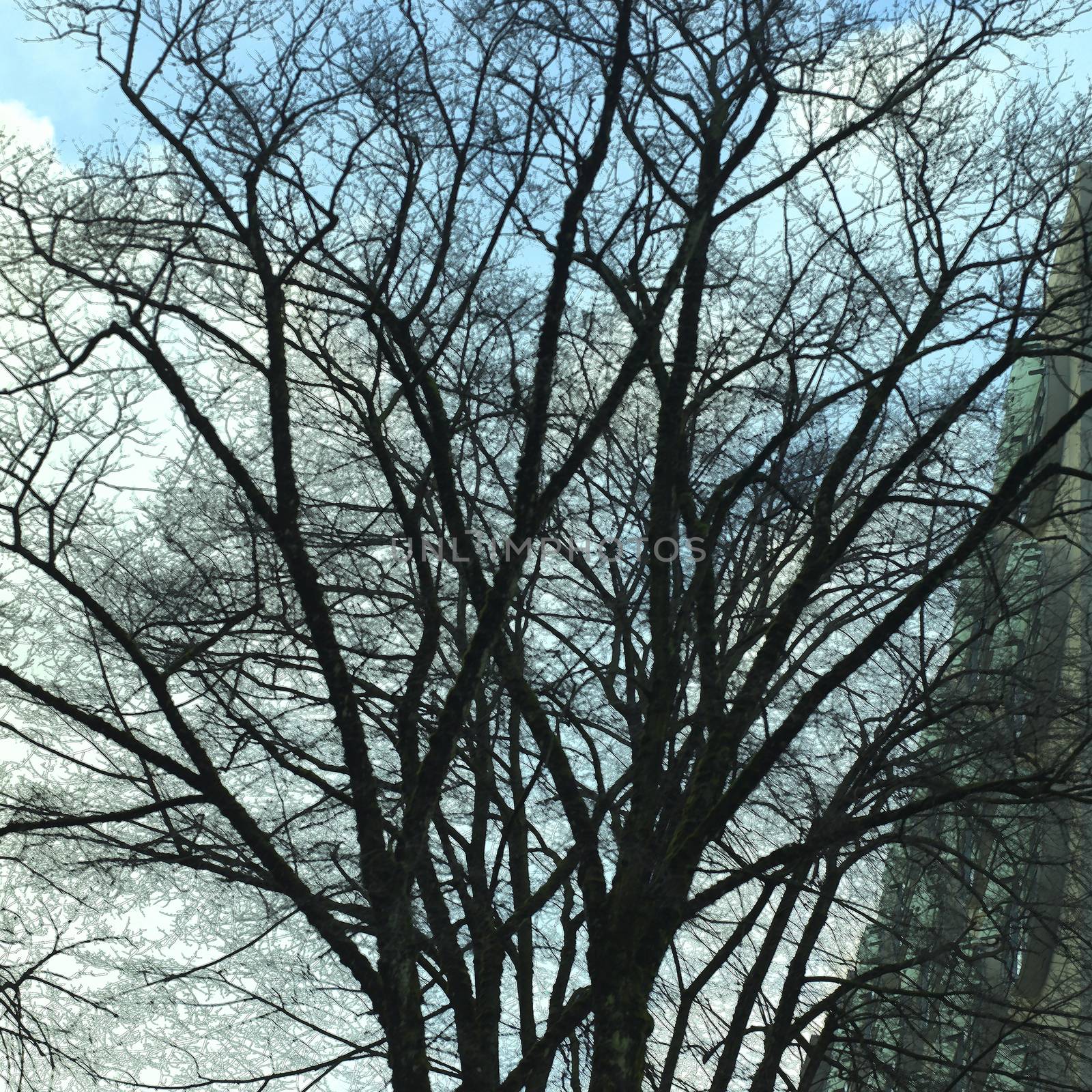 Bare branches of a leafless tree against a misty blue sky in an urban setting