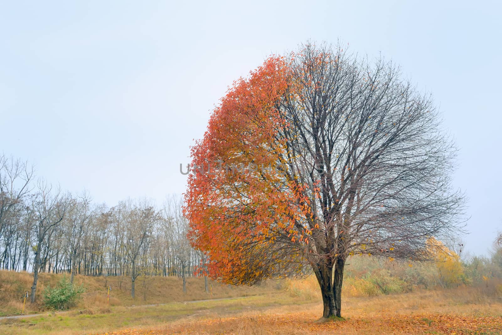 Panorama. Lonely beautiful autumn tree. Autumn Landscape.