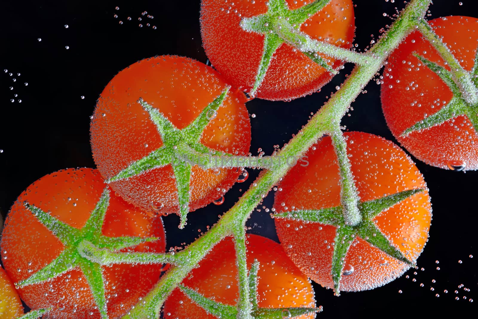  fresh tomatoes in water isolated on black background