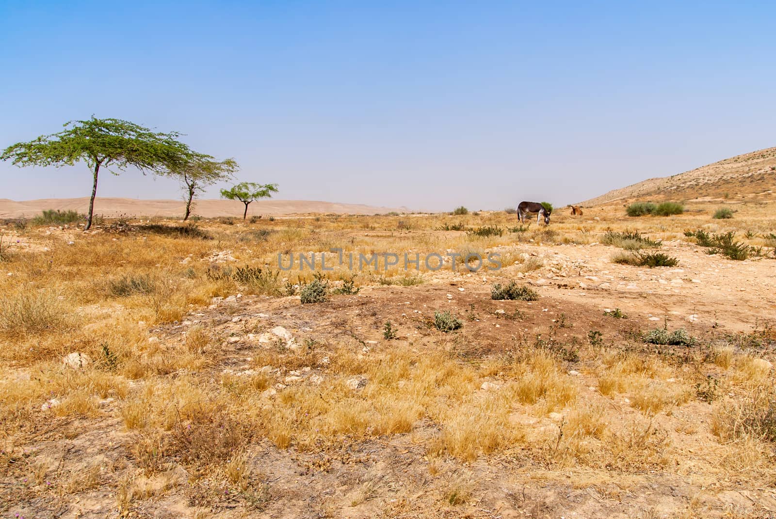 Desert landscape in Israel's Negev desert by Zhukow