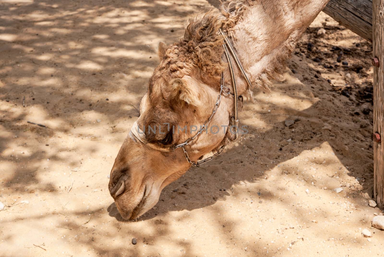 Arabian camel head, Negev desert. Israel