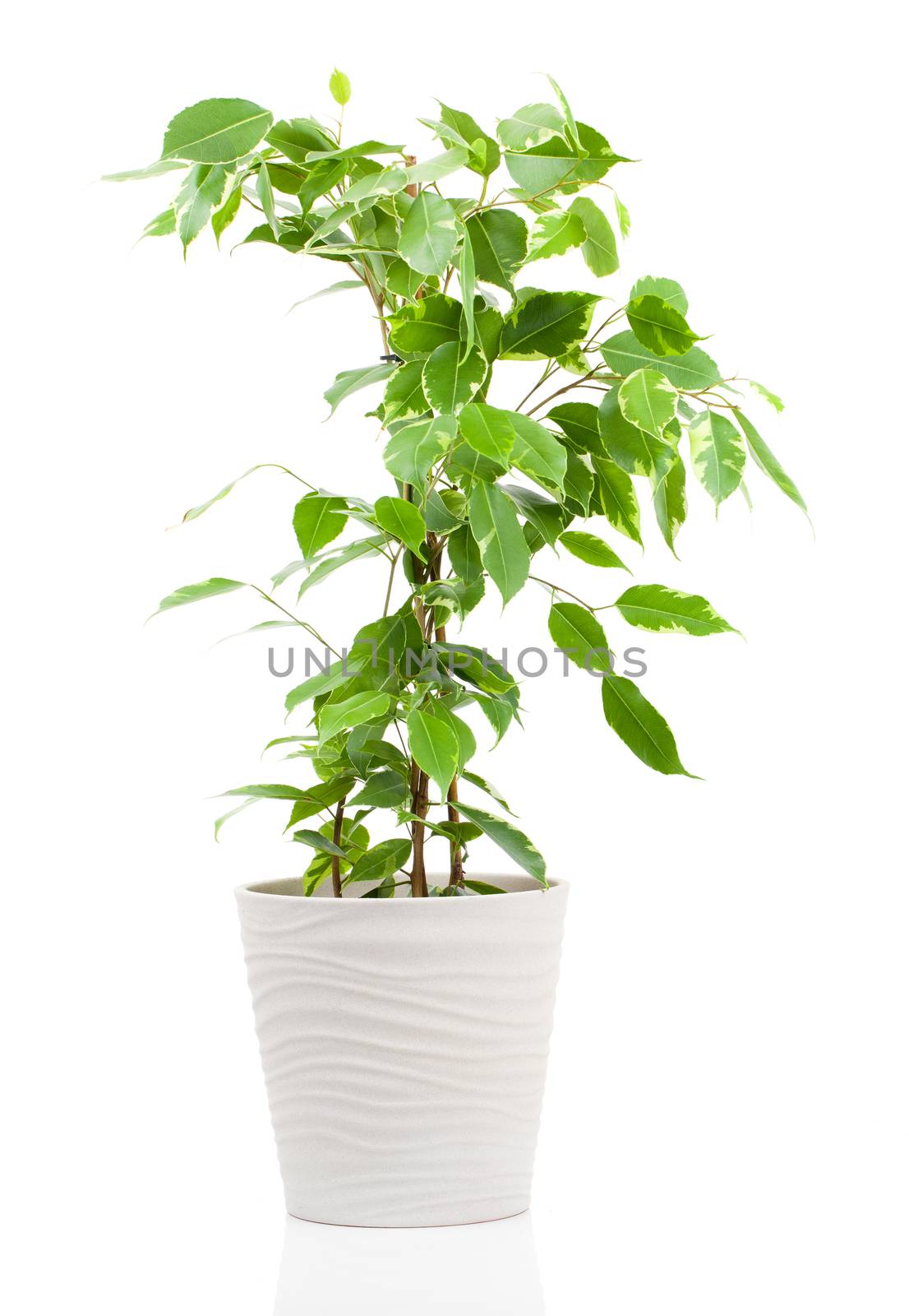 Ficus benjamina in flowerpot isolated on white background. by motorolka