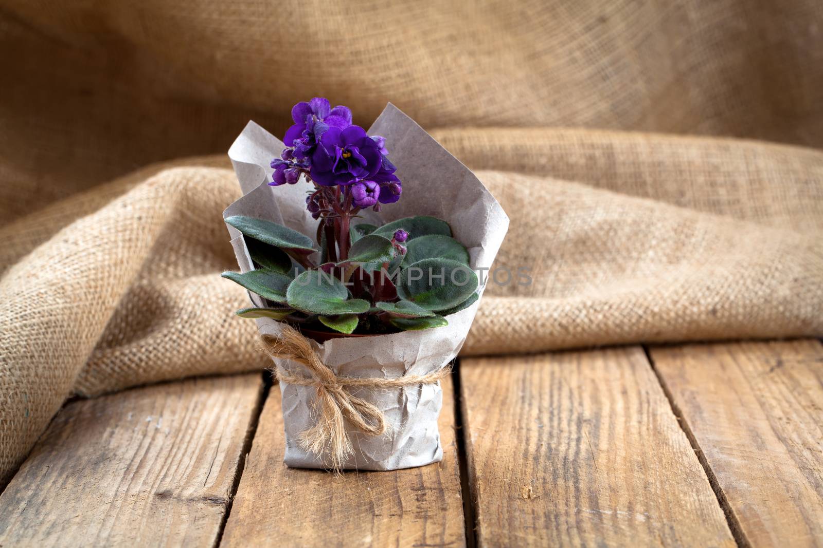 Saintpaulias flowers in paper packaging, on sackcloth, wooden background