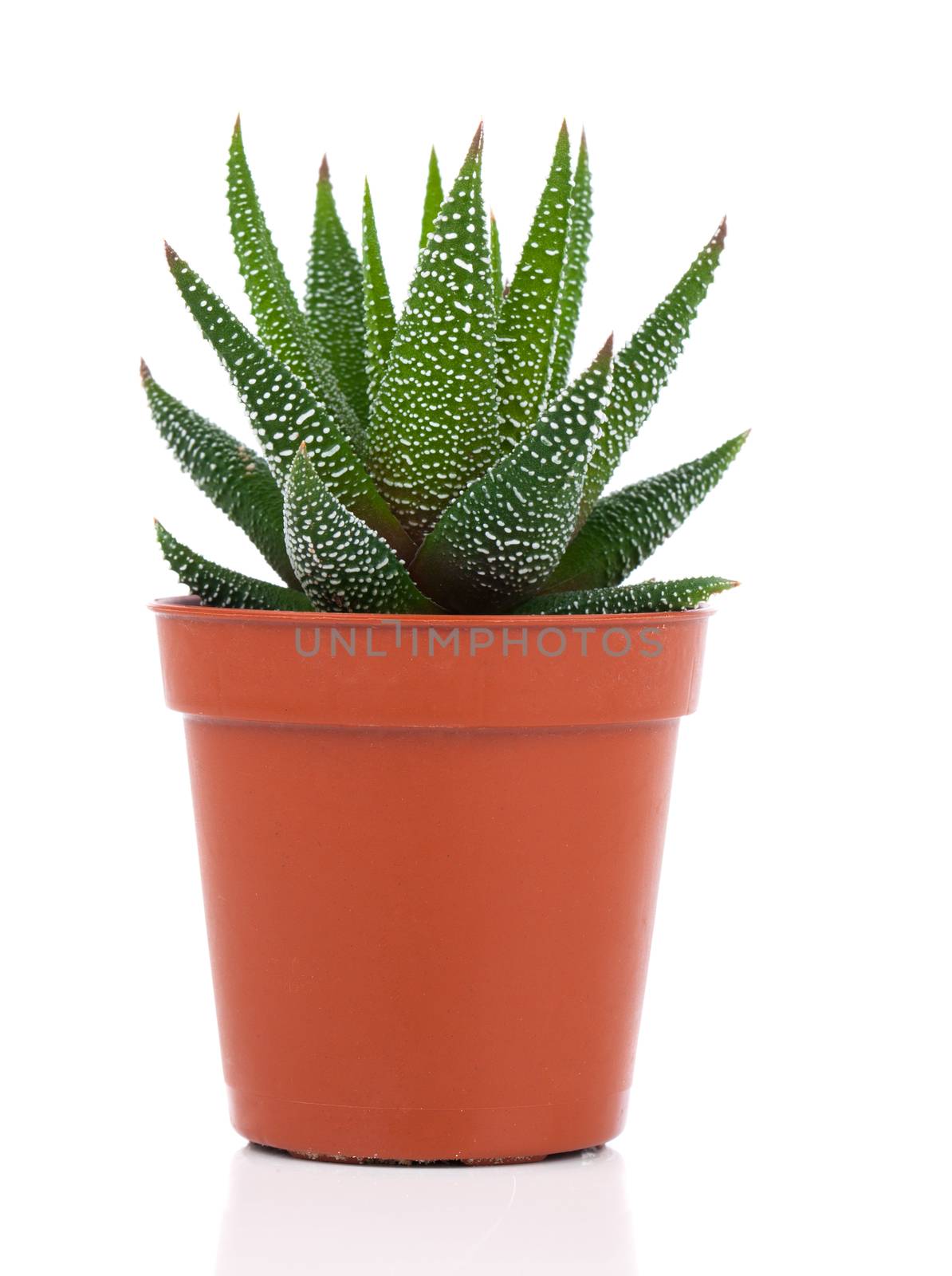 Haworthia Mix, cactus, succulent plant on white background by motorolka