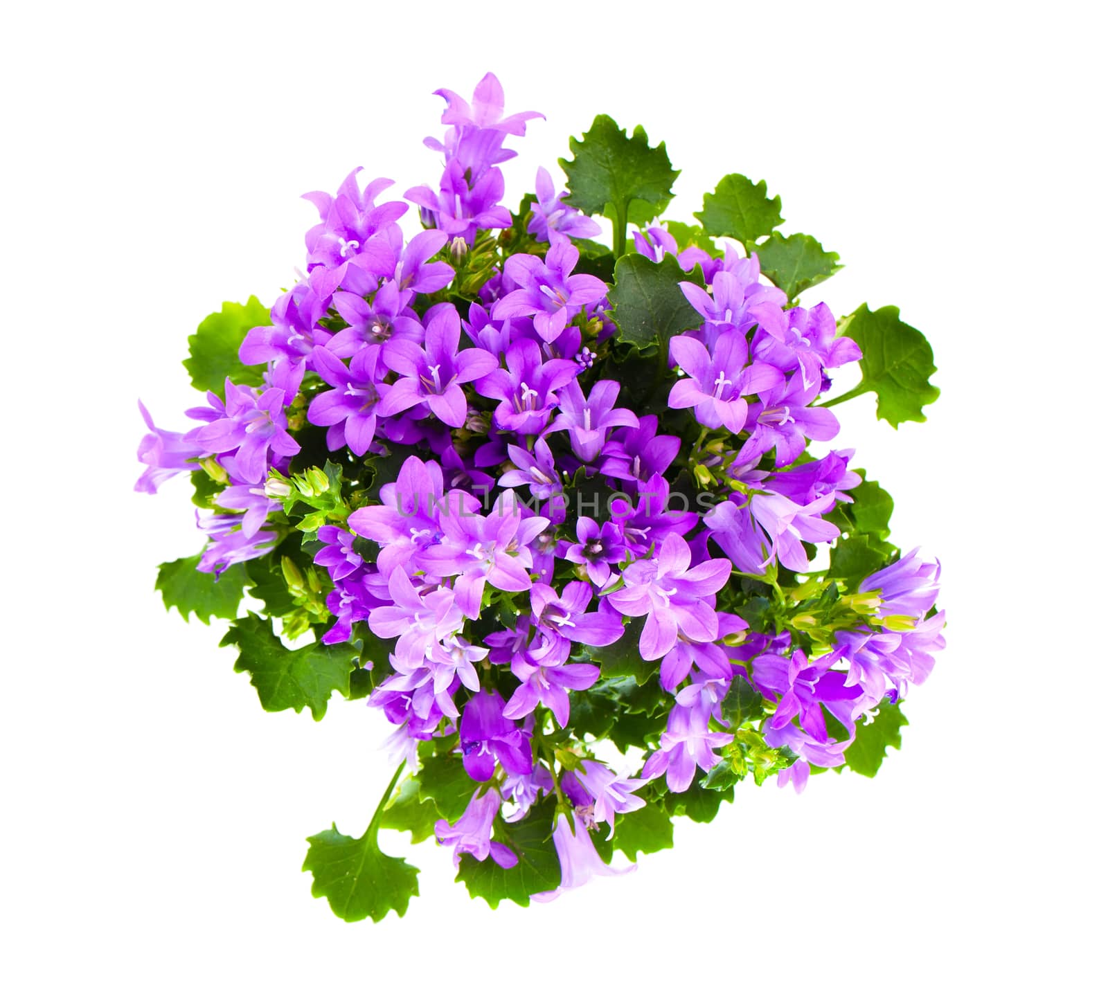 Beautiful vivid purple spring flower bush Dalmatian bellflower ( by motorolka
