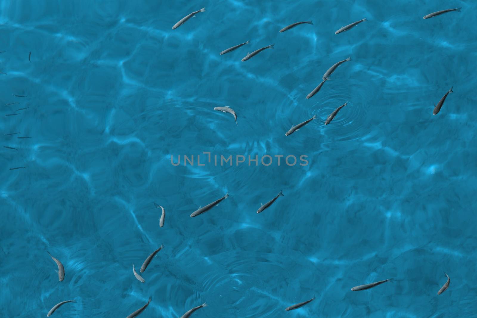 Photo lot of small fish in the sea