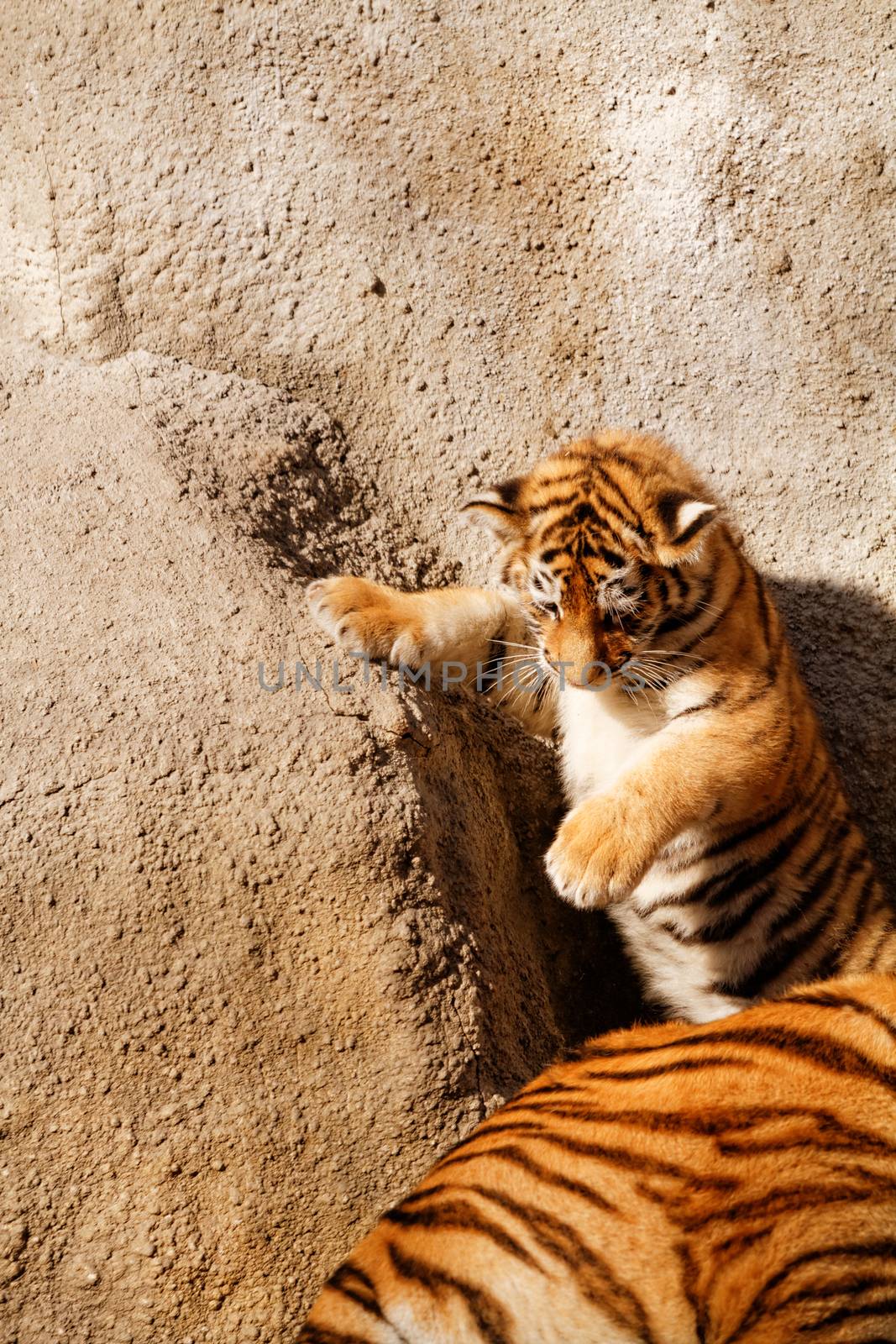 The tiger cub while climbing wall - sunny photo