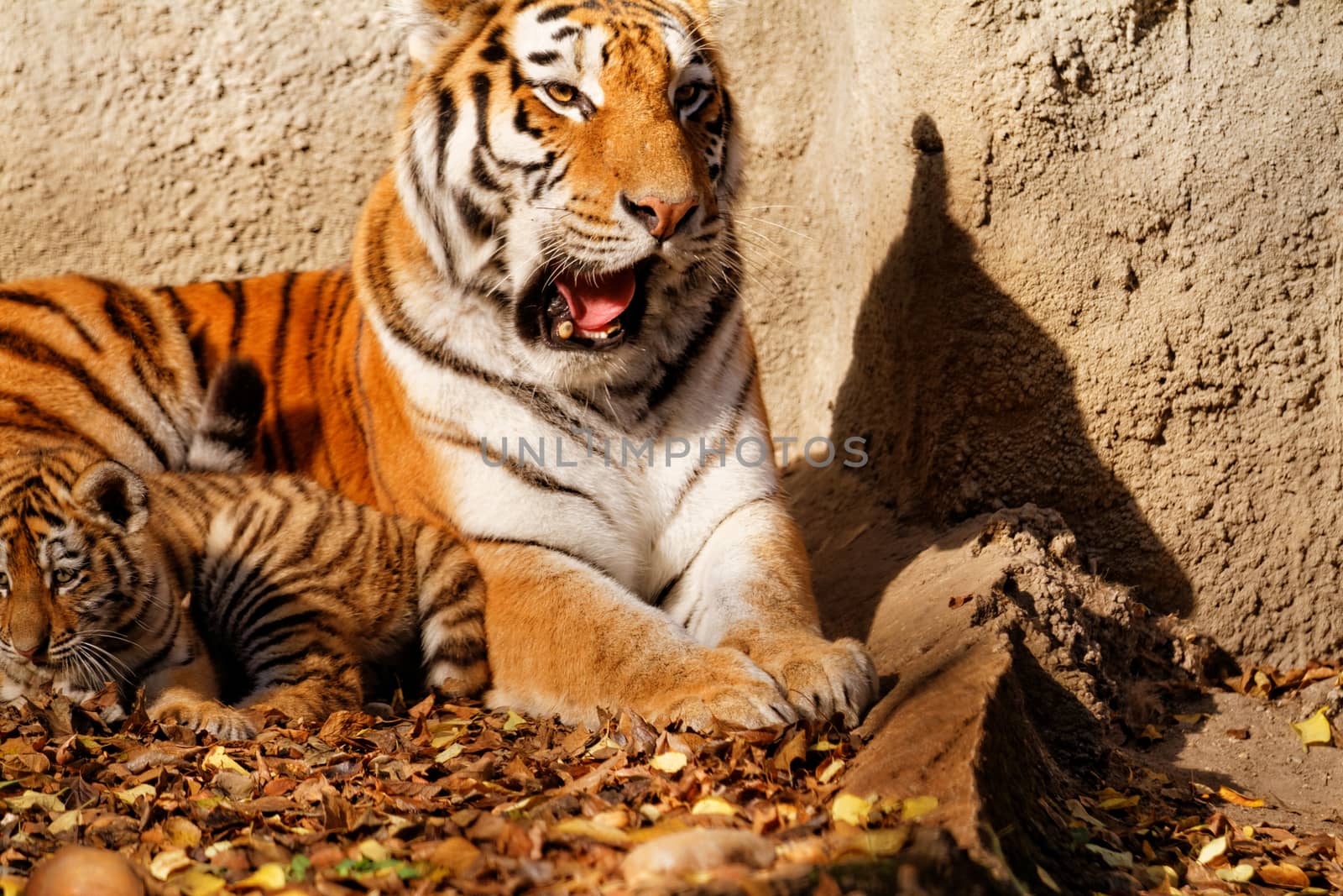 The tiger mum in the zoo with her tiger cub - sunny photo