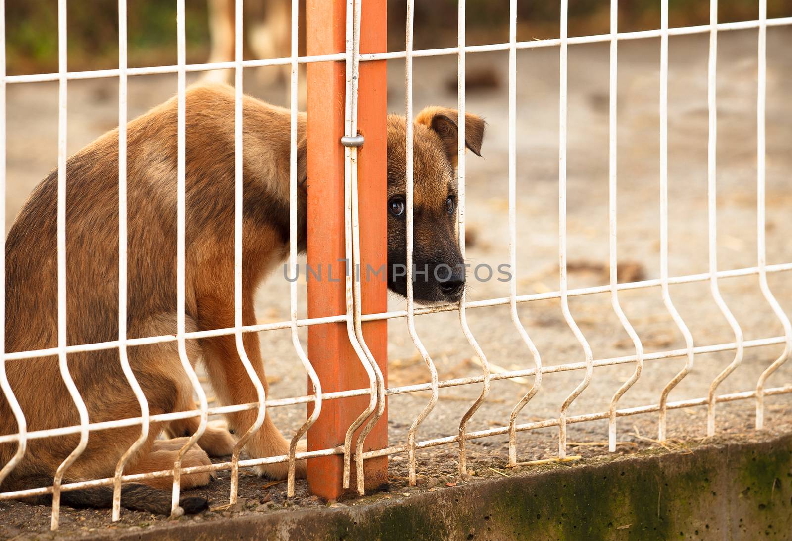 sad puppie behind fence by vilevi