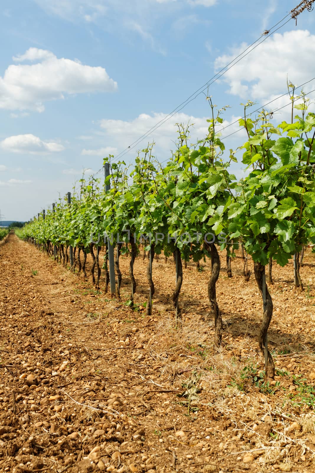 Beautiful landscape in the Tokay grapes - Hungary 