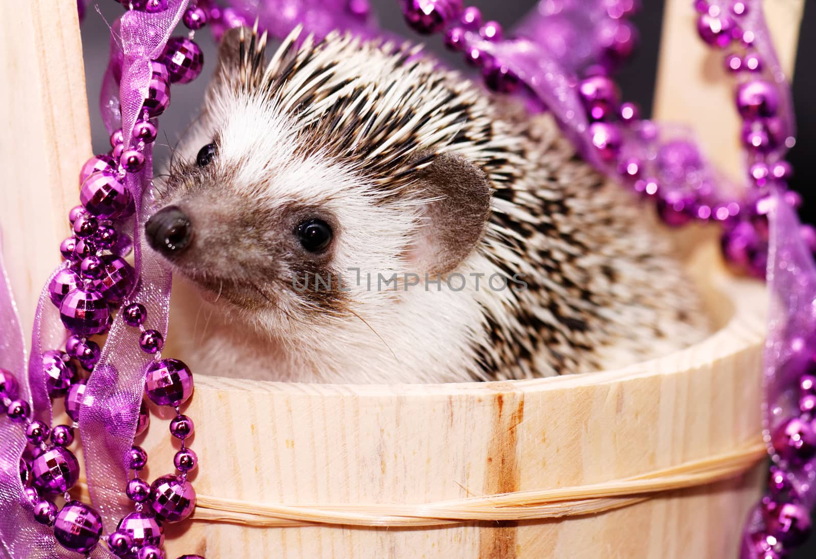 A cute little hedgehog with Christmas decorations