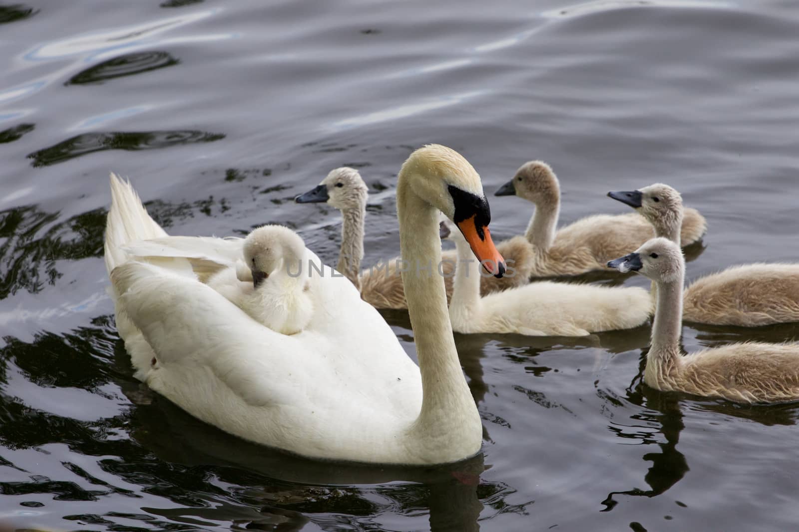 Very interesting and original situation when the chick is riding on the back of her mother-swan