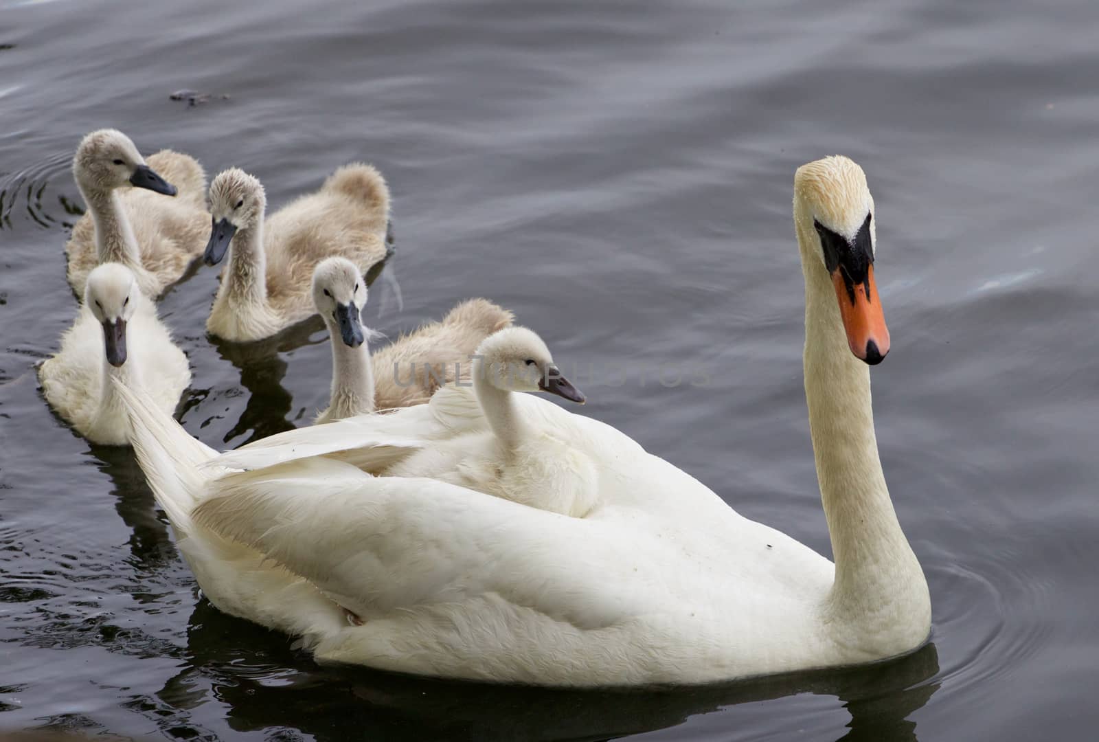 Very interesting and original situation when the chick is riding on the back of her mother-swan