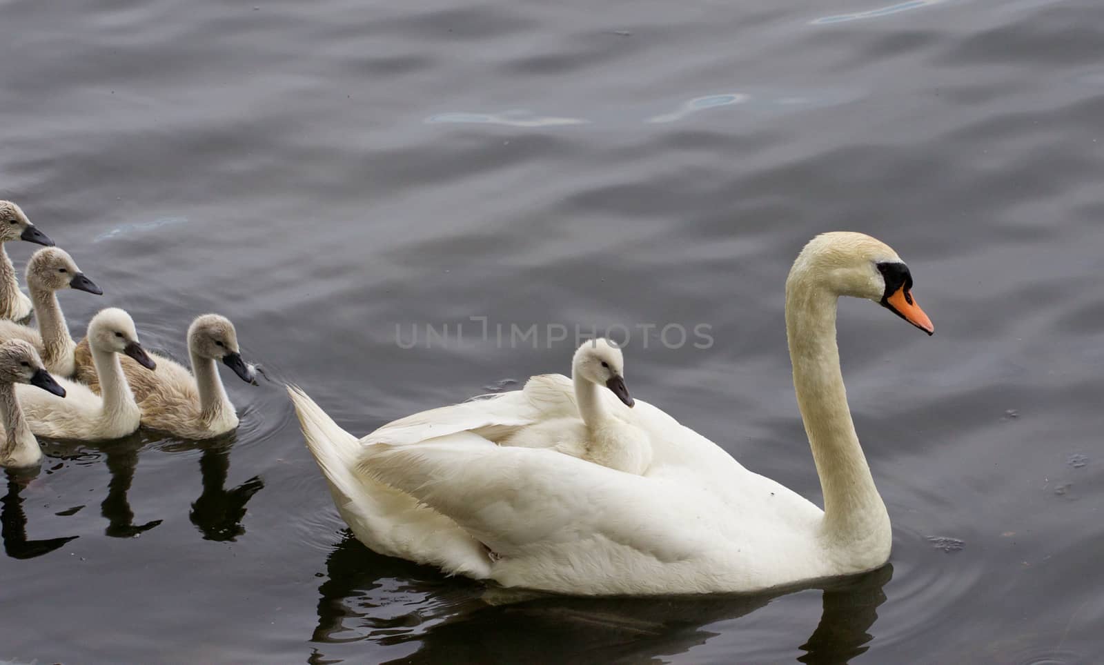 The chicks are following their mother-swan by teo