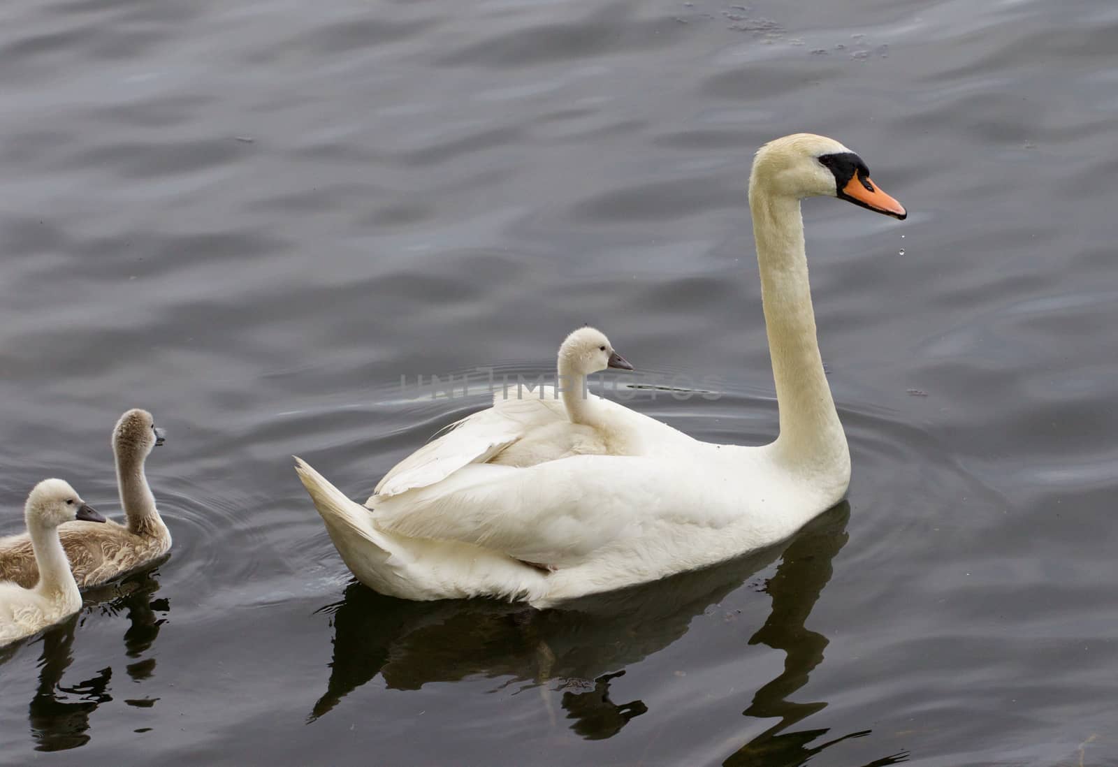 Very interesting and original situation when the chick is riding on the back of her mother-swan