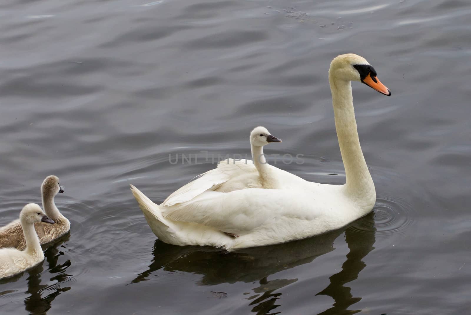 The chick is riding on the back of her mother-swan by teo