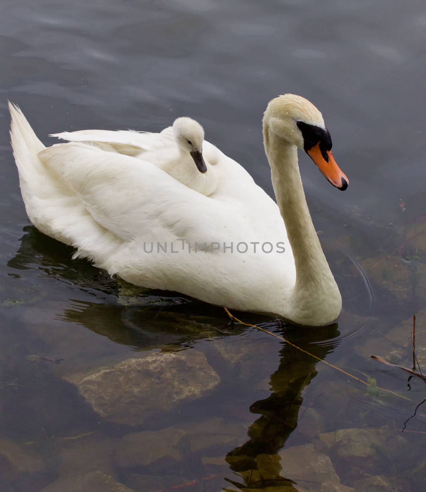 Very interesting and original situation when the chick is riding on the back of her mother-swan