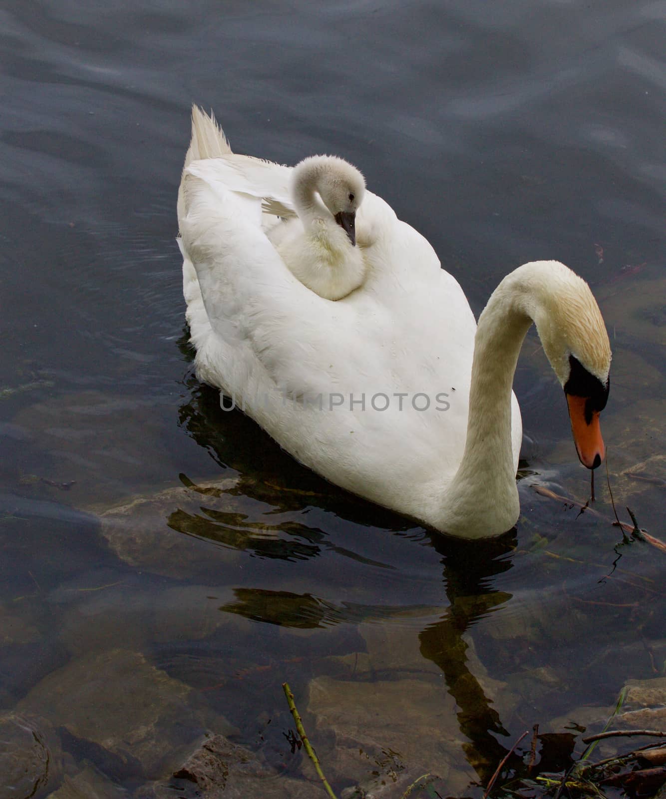 The young swan is riding on the back of her mother-swan by teo