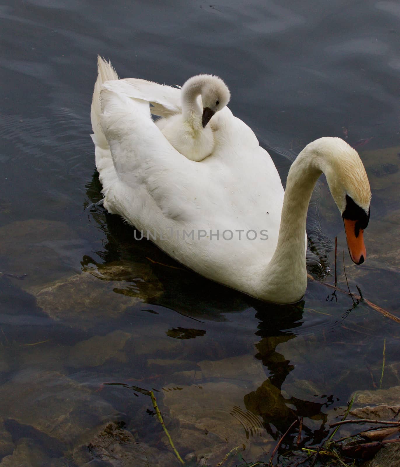Funny cute chick is sitting on the back of her mother-swan by teo