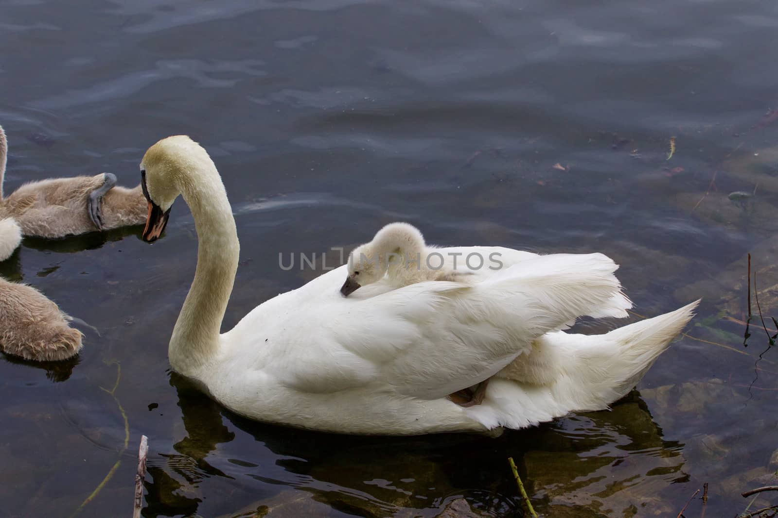 Very interesting and original situation when the chick is riding on the back of her mother-swan