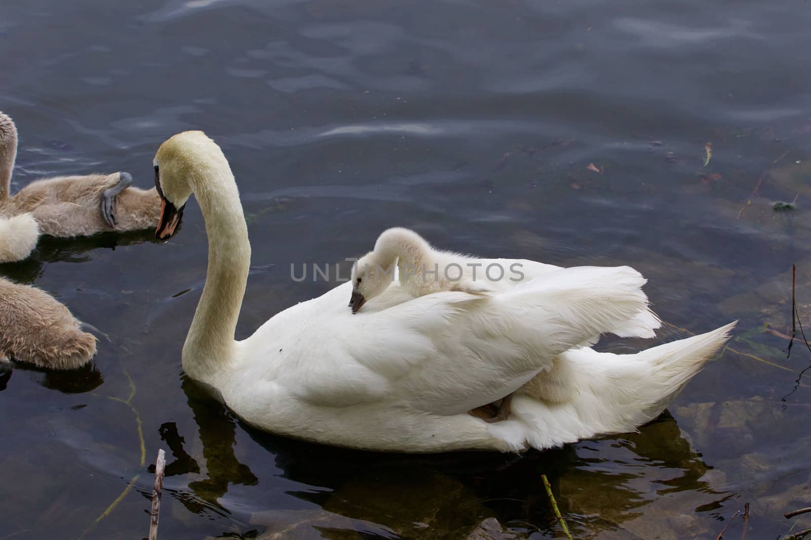 The cute chick is sitting on the back of the swan by teo