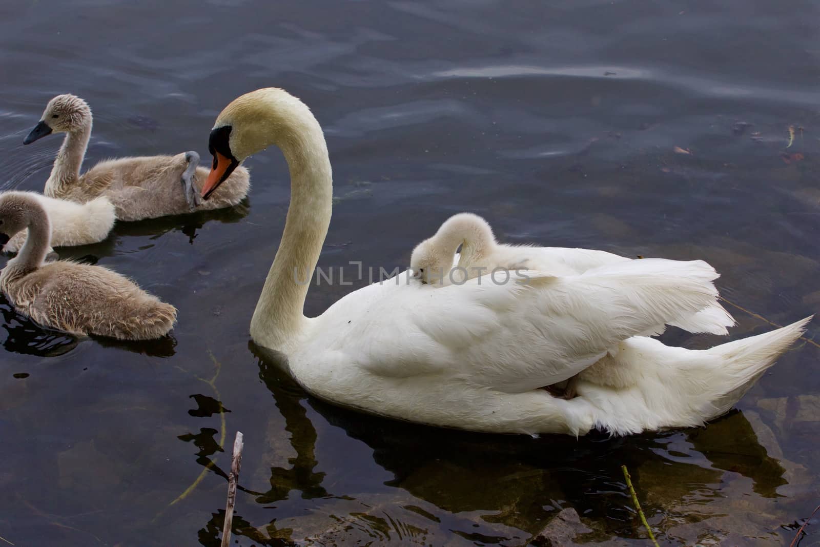 Very interesting and original situation when the chick is riding on the back of her mother-swan