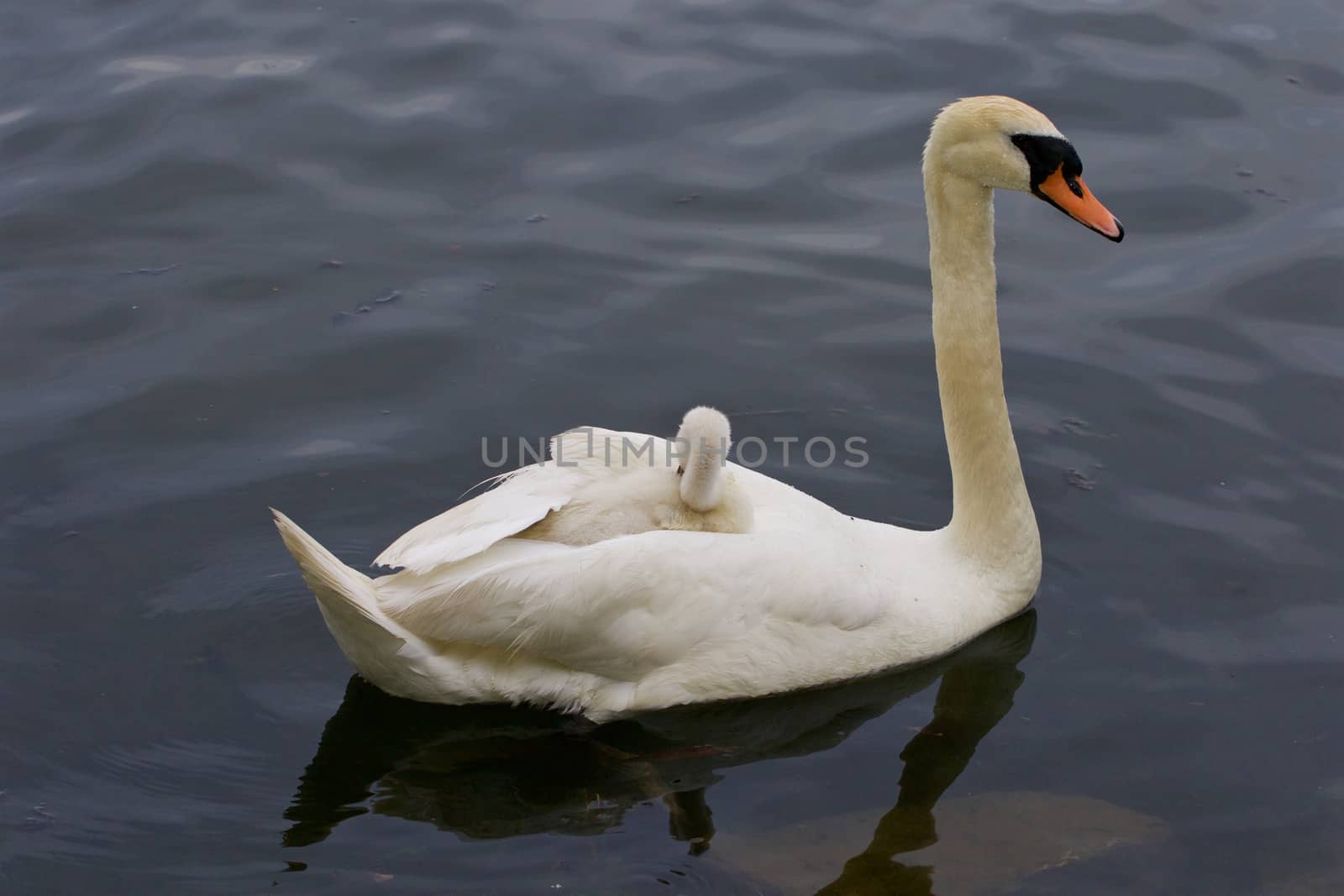 Mother-swan with her young chick on the back by teo