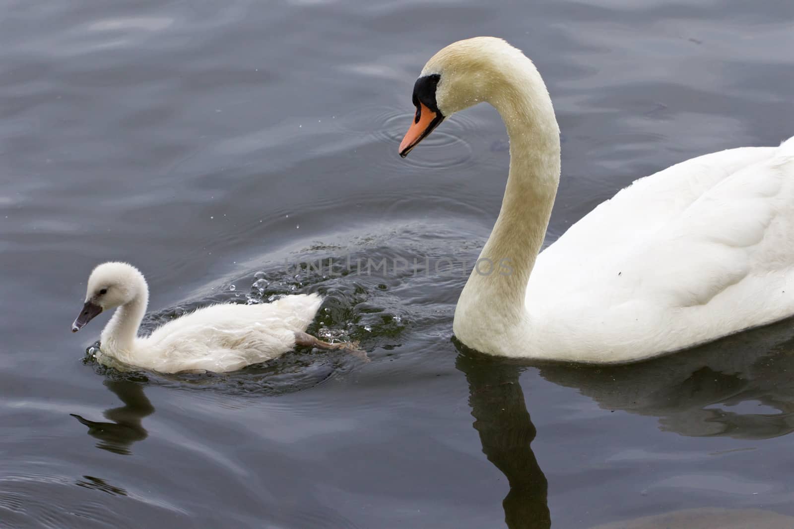 The mute swan and her cute chick are swimming in the water of the lake