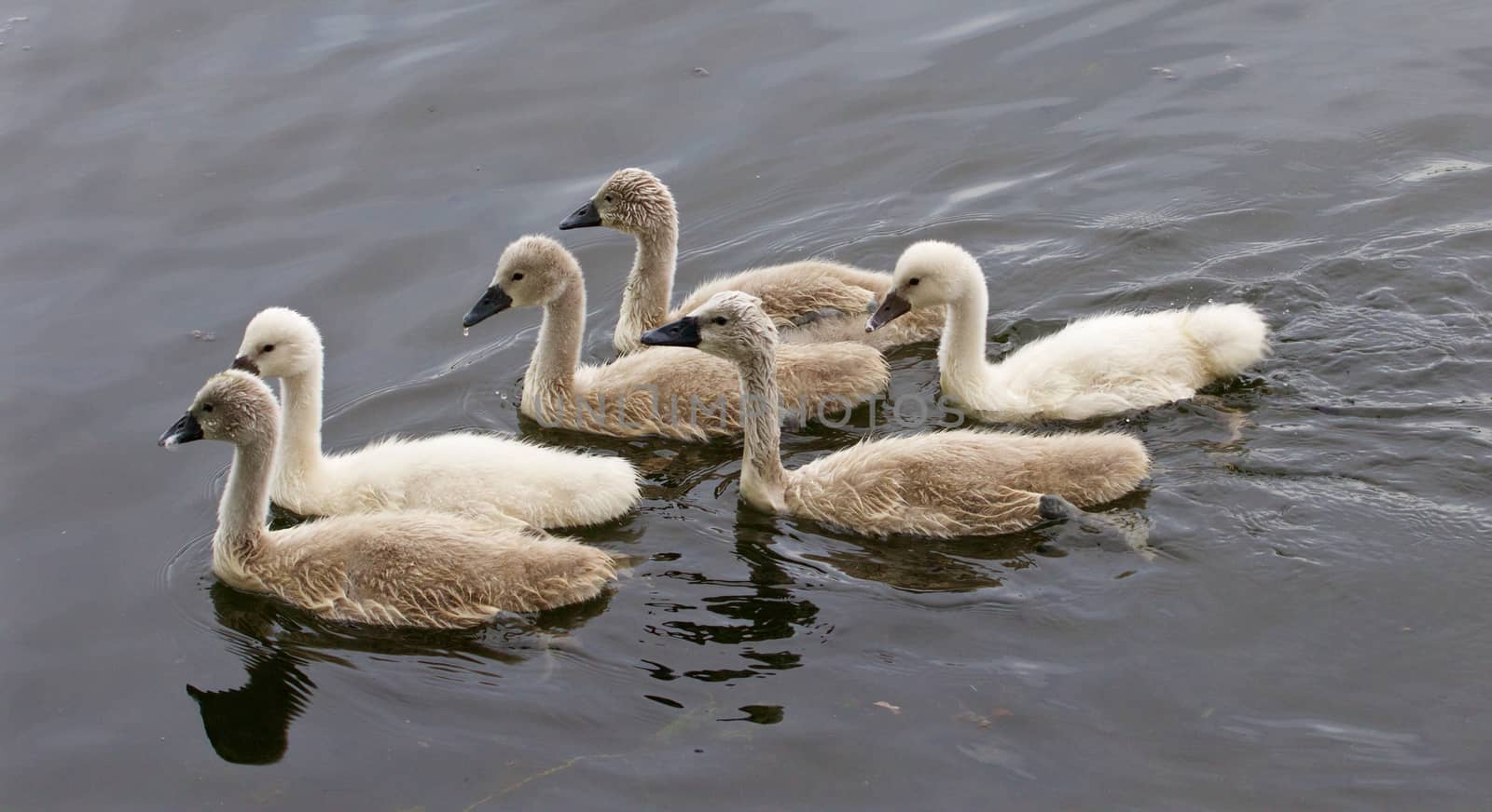 Six cute young swans are swimming together in the lake