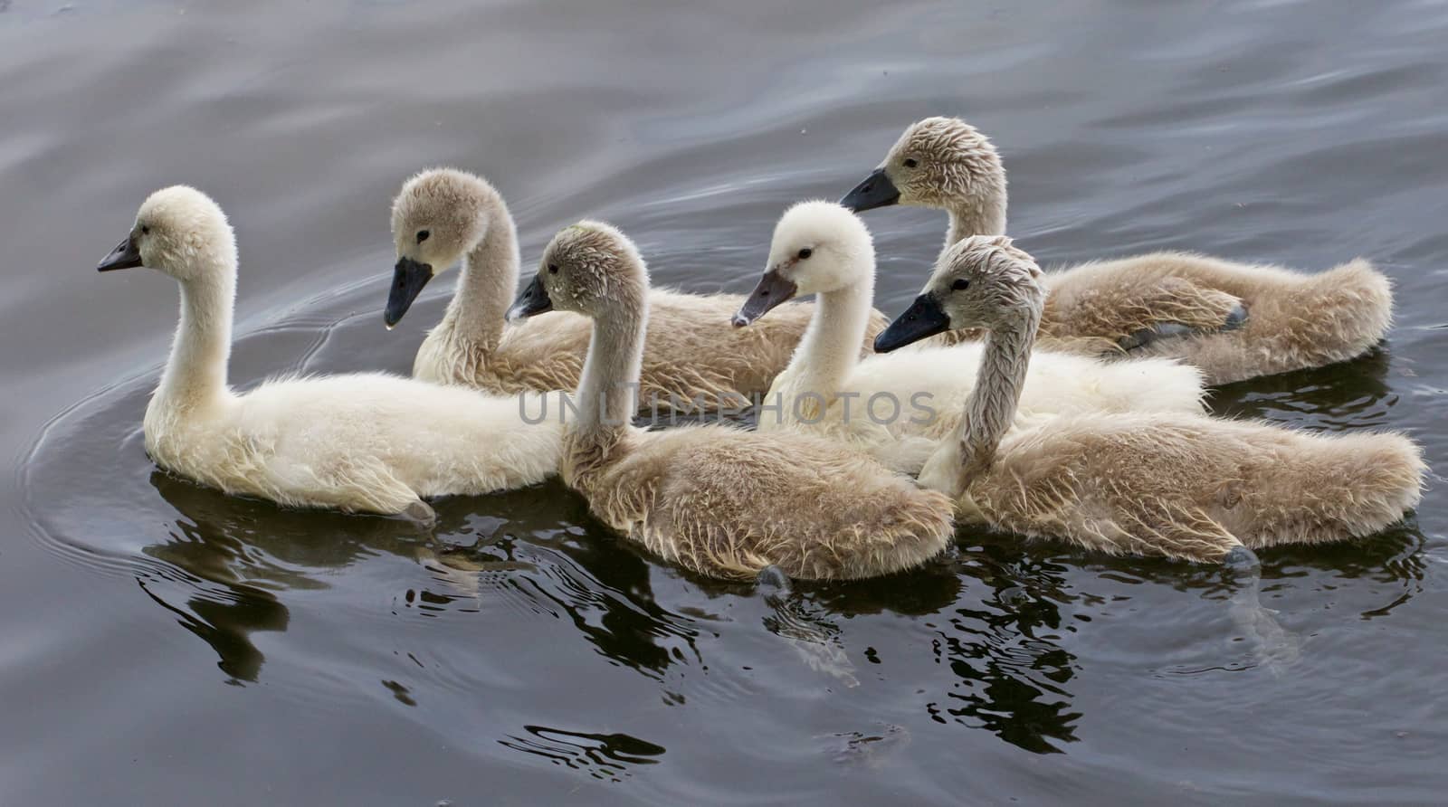 Six young mute swans are swimming together in the lake