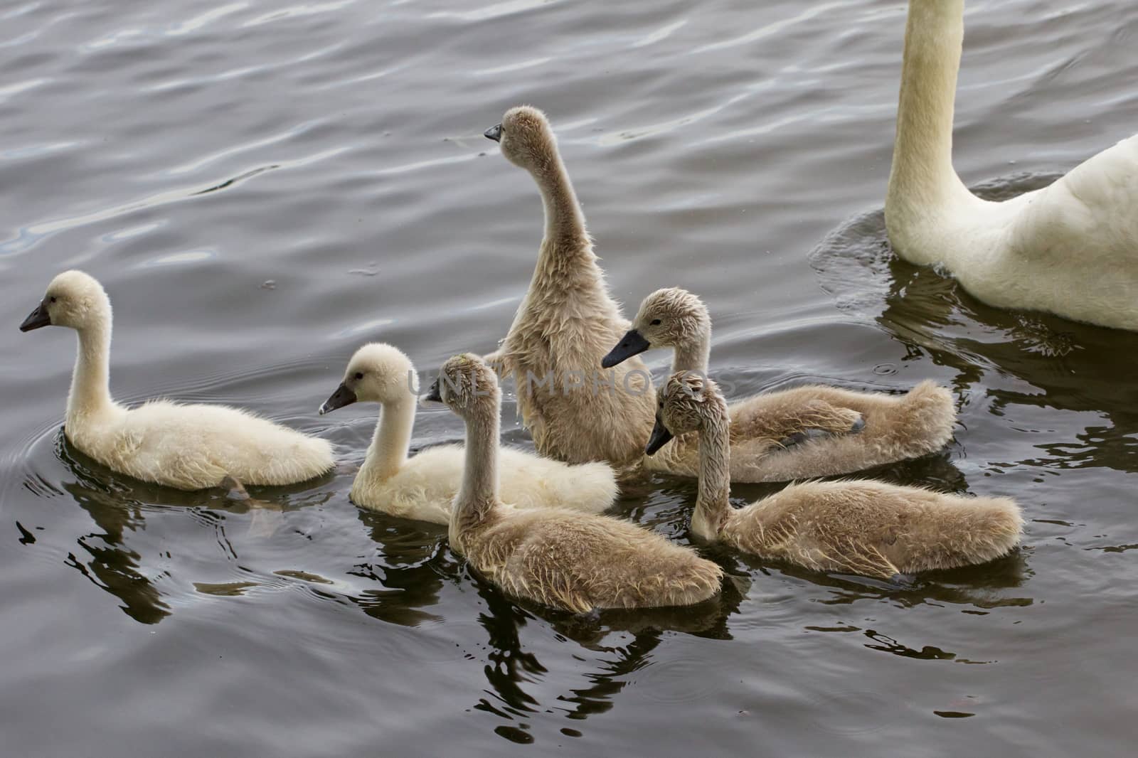 Young mute swan is trying to repeat the movements of his father-swan