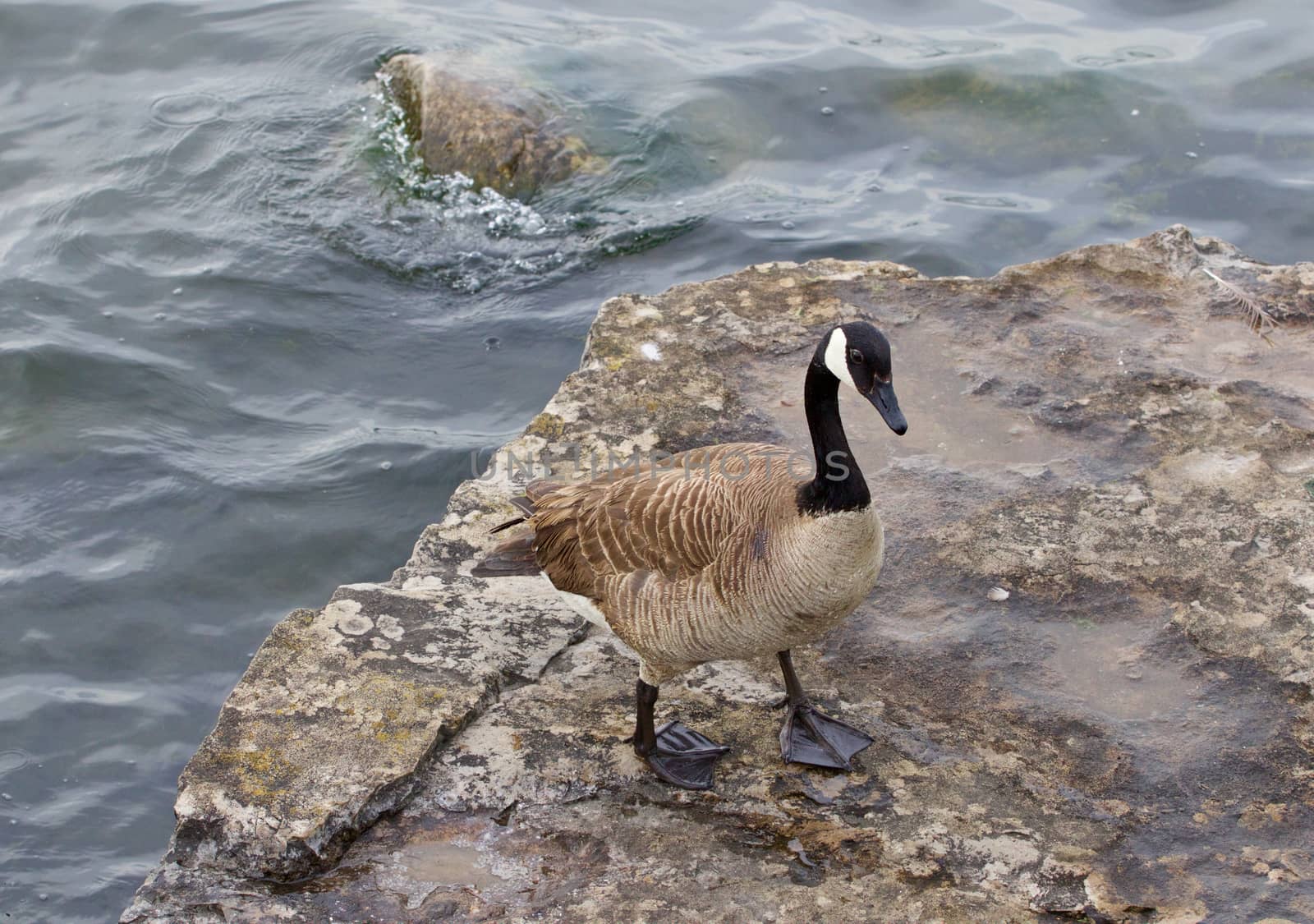 Beautiful cackling goose is staying on the rock near the water of the lake