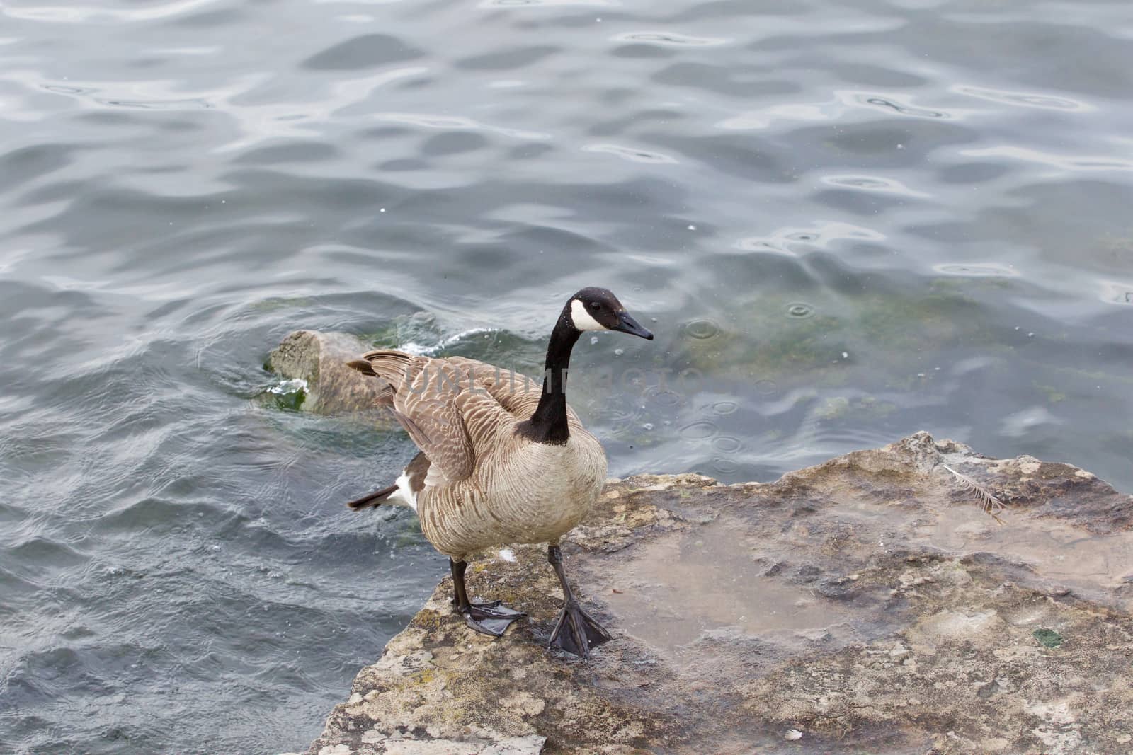 Beautiful cackling goose is going on the rock by teo