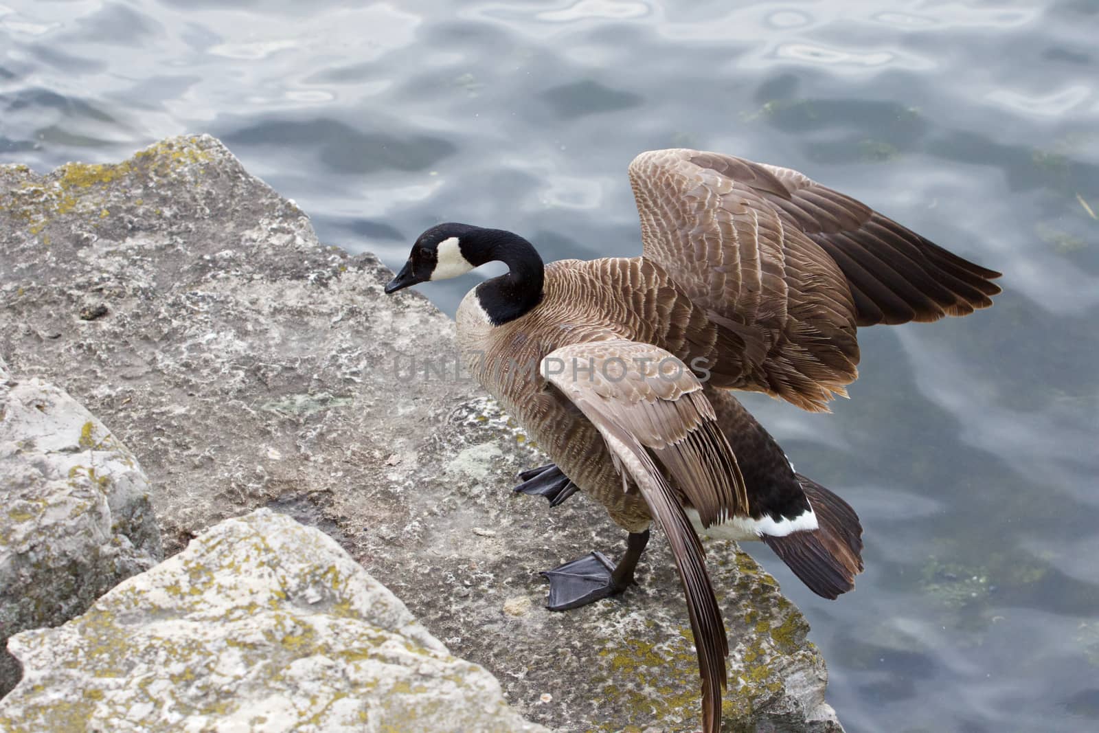 Beautiful cackling goose has jumped on the rock from the water by teo