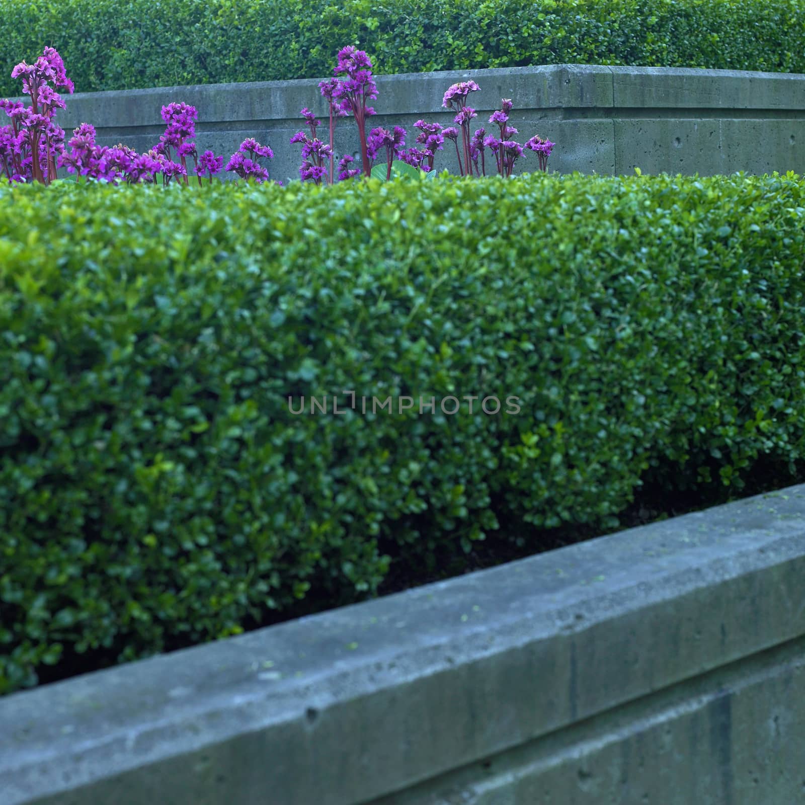 Trimmed green hedges, purple flowers and concrete of an urban flower bed