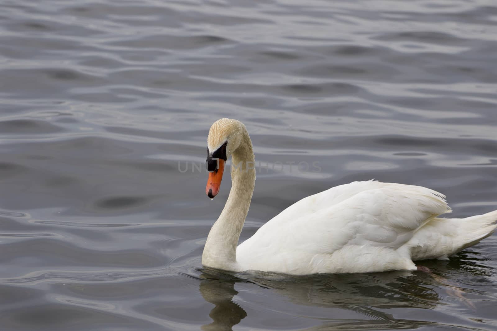 The beautiful background with the mute swan swimming in the lake