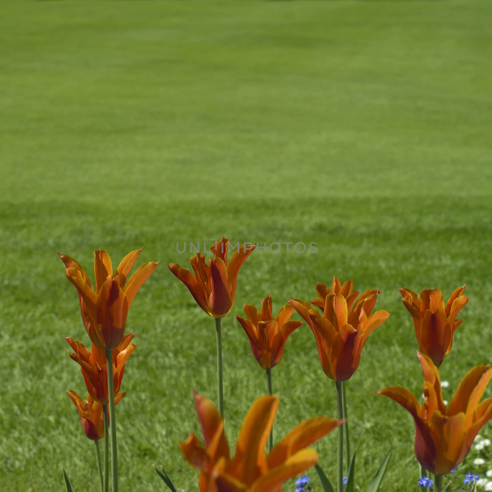 Orange Tulips by mmm