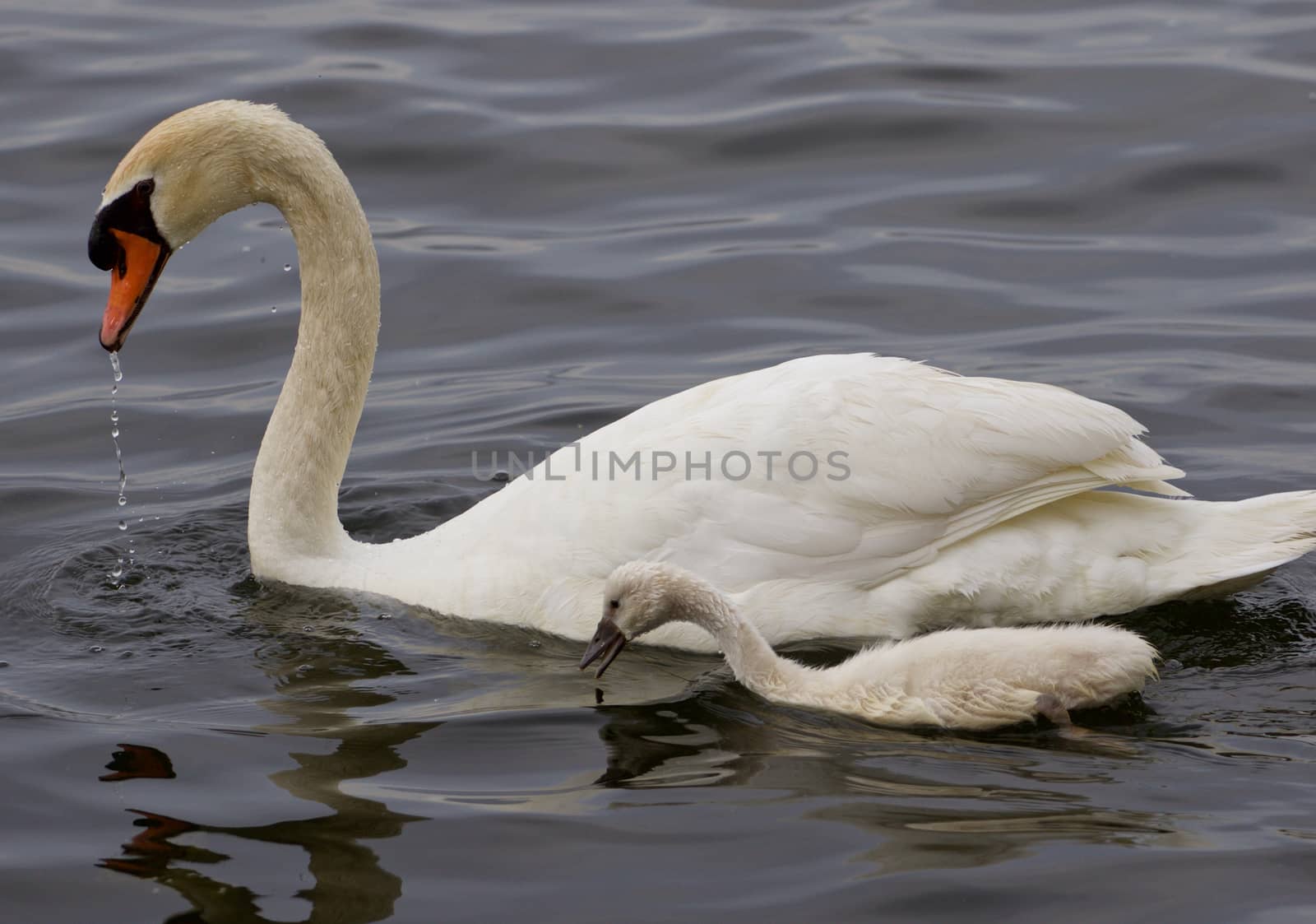 The mute swan and his youn son are swimming together by teo