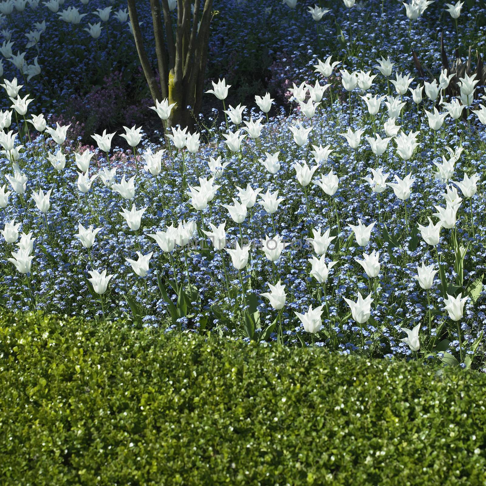 White tulips wide open sprouting up between tiny blue flowers surrounding a small tree near a hedge 