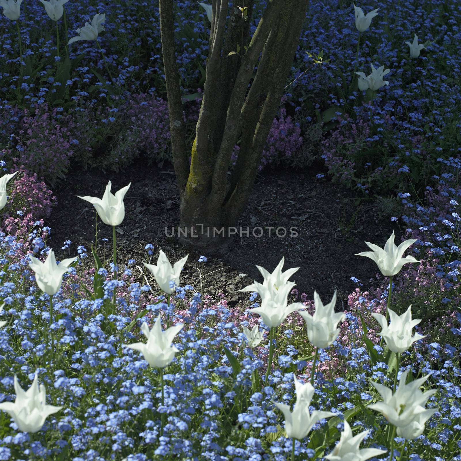 White tulips wide open sprouting up between tiny blue flowers surrounding a small tree