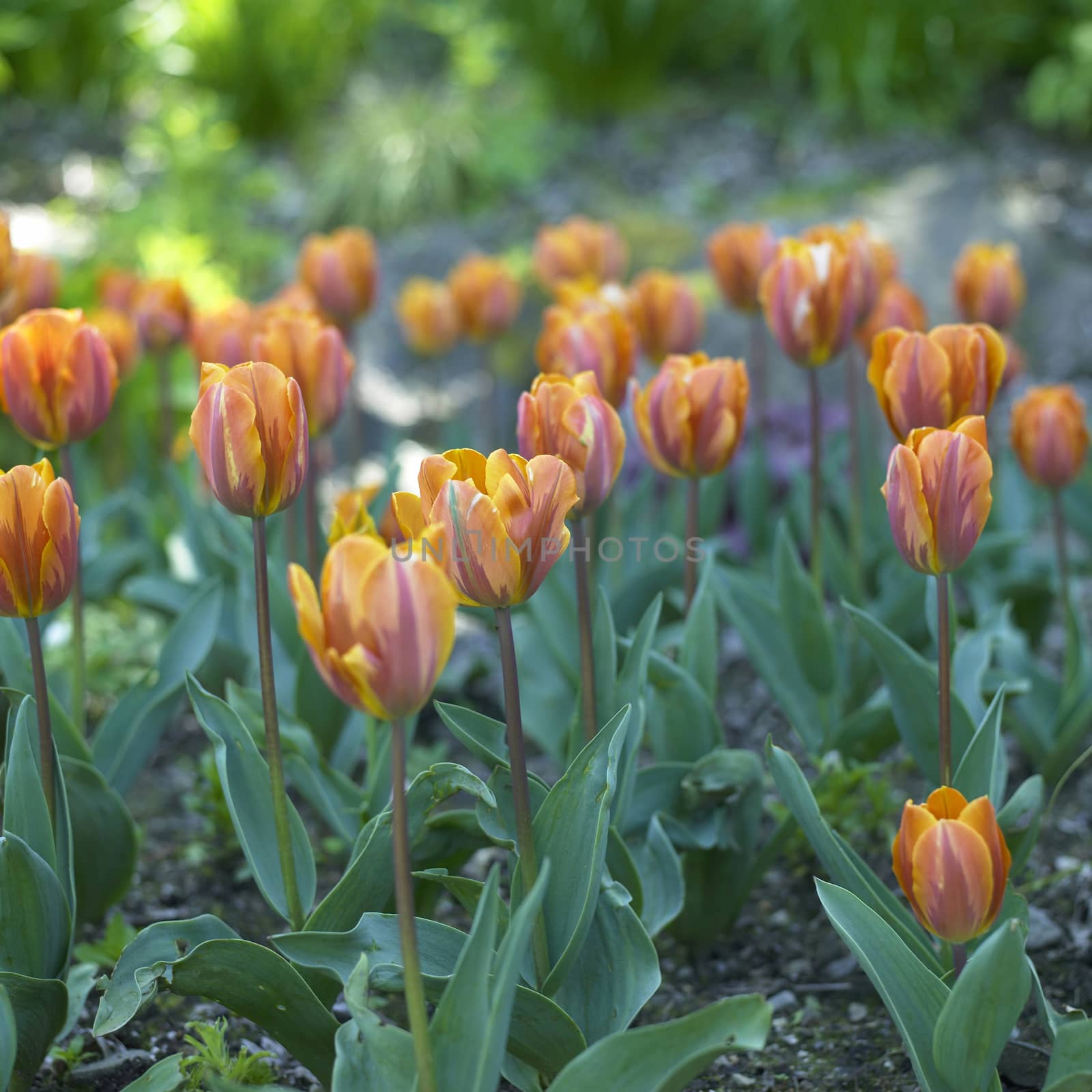 Yellow and pink tulips  and greenery in a natural garden
