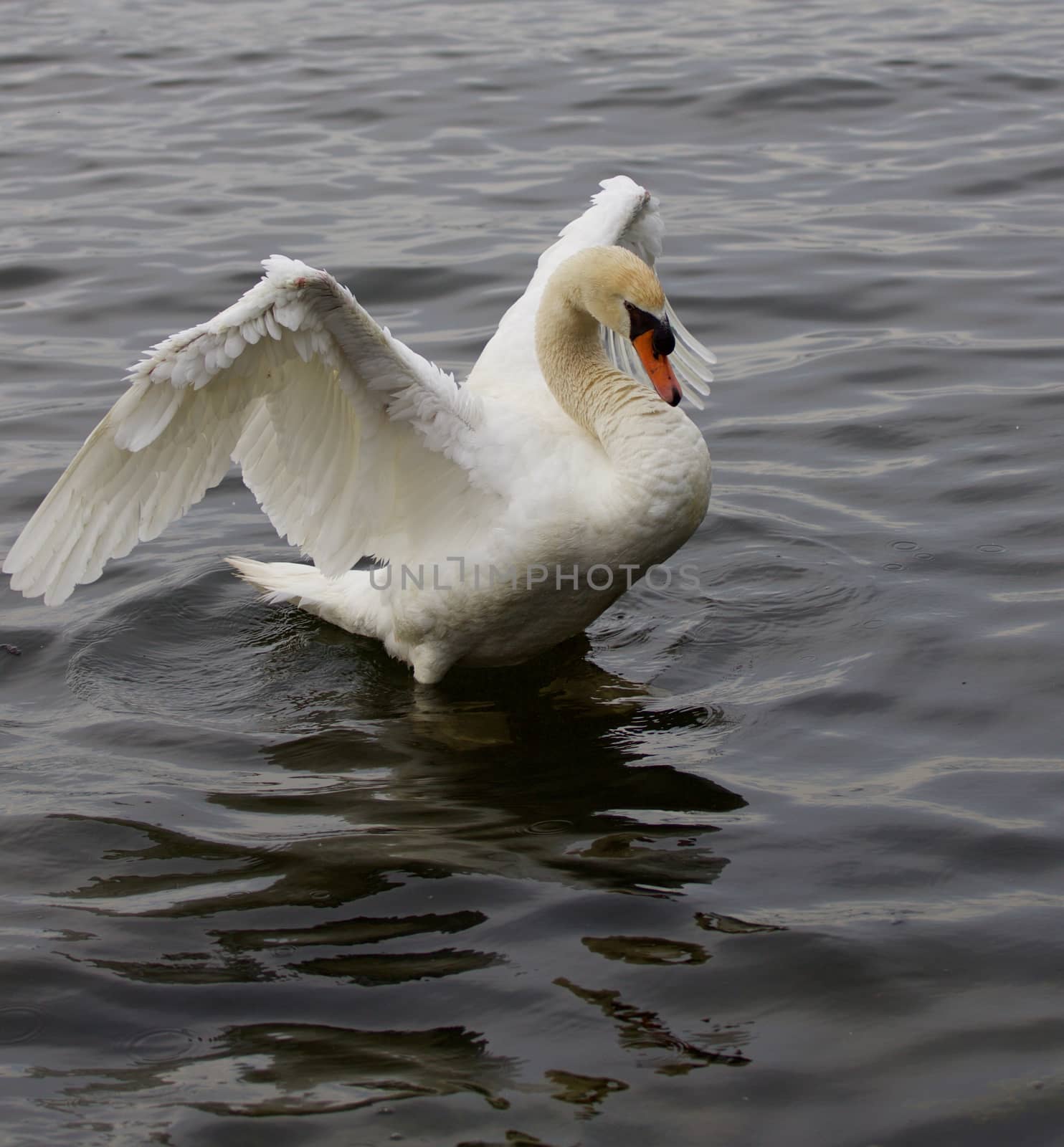 Strong confident mute swan with his powerful wings by teo