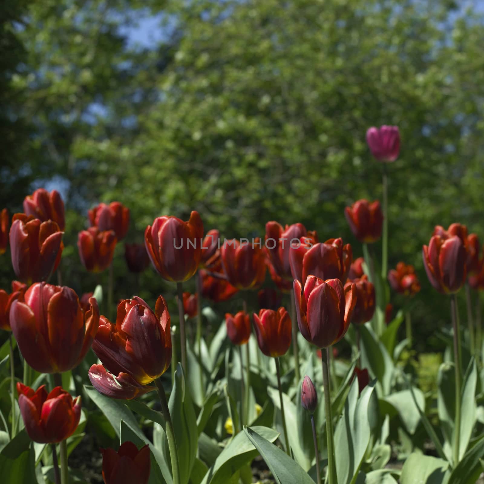 Bright red tulips with greenery in a natural garden 