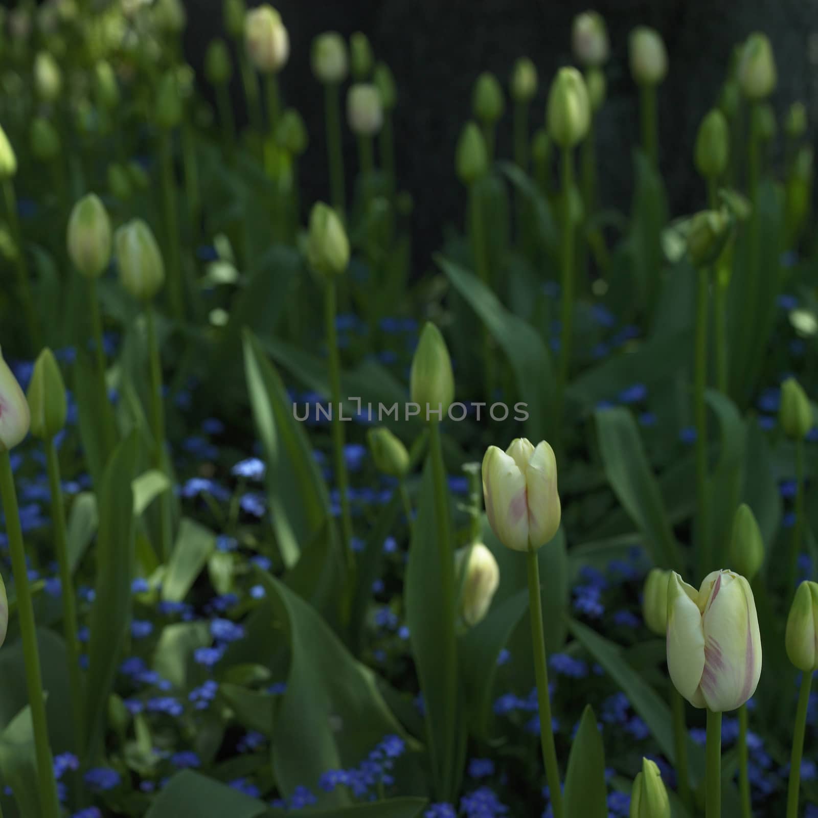 Tulip Garden by mmm