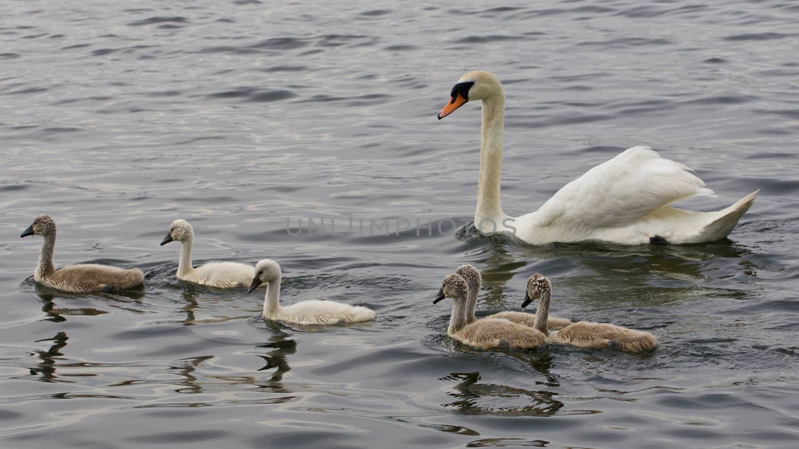 The family of the swans is swimming together in the lake by teo