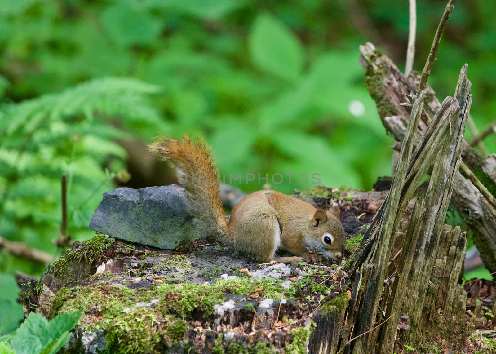 The cutest little squirrel is sniffing round something on the stub