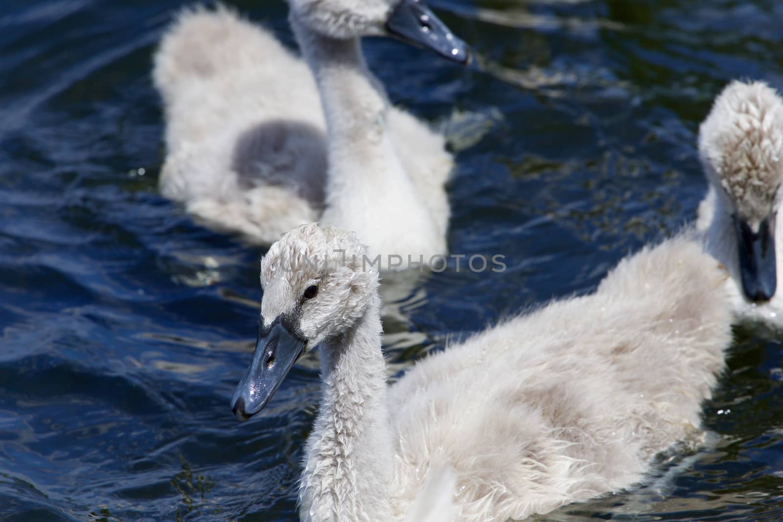 Young grey mute swan is swimming somewhere by teo