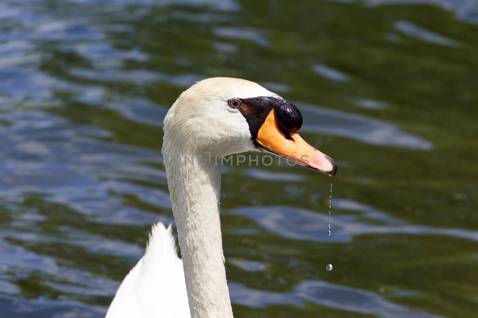 Beautiful portrait of the male mute swan drinking the water by teo