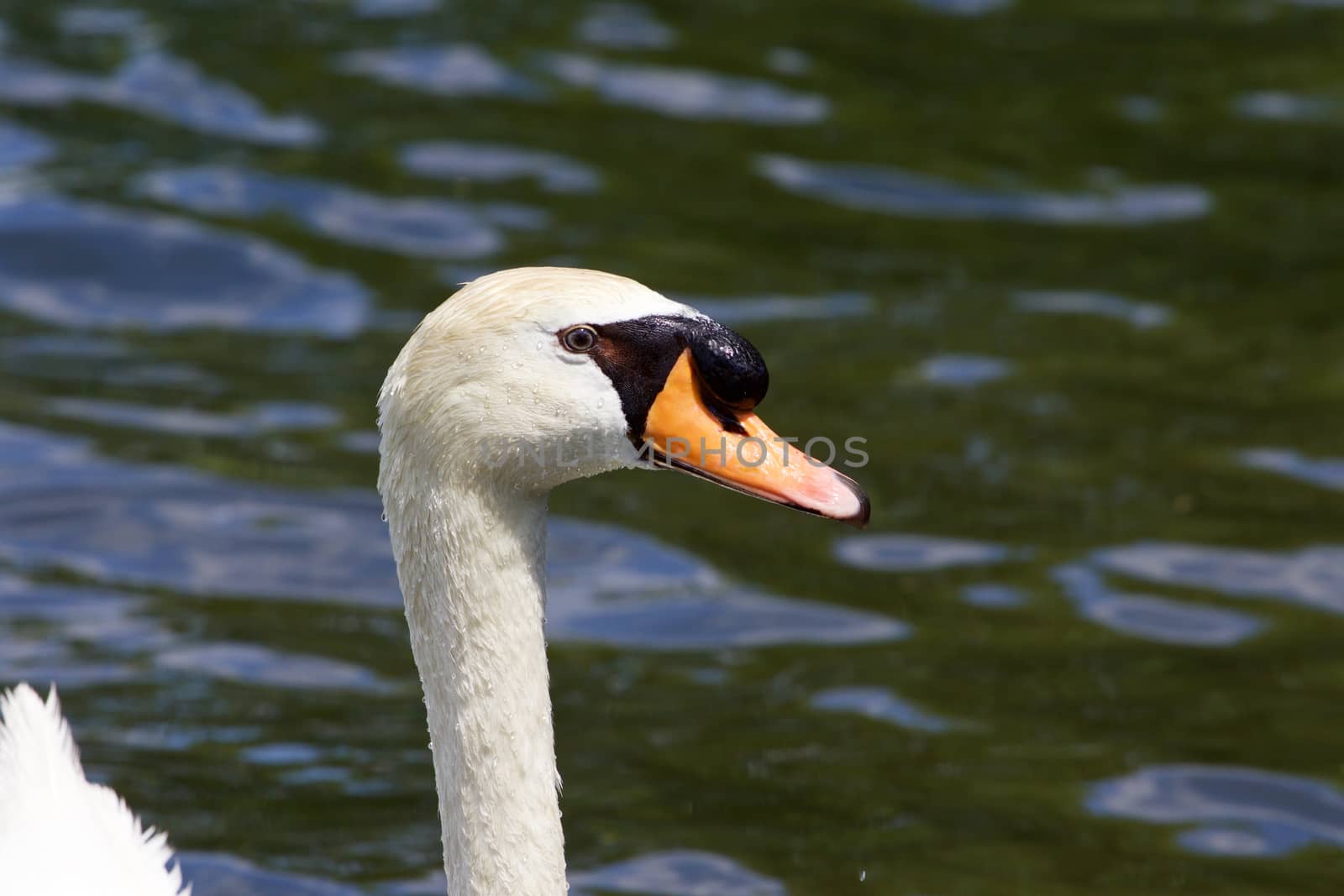 Beautiful portrait of the male mute swan with the water on the background by teo