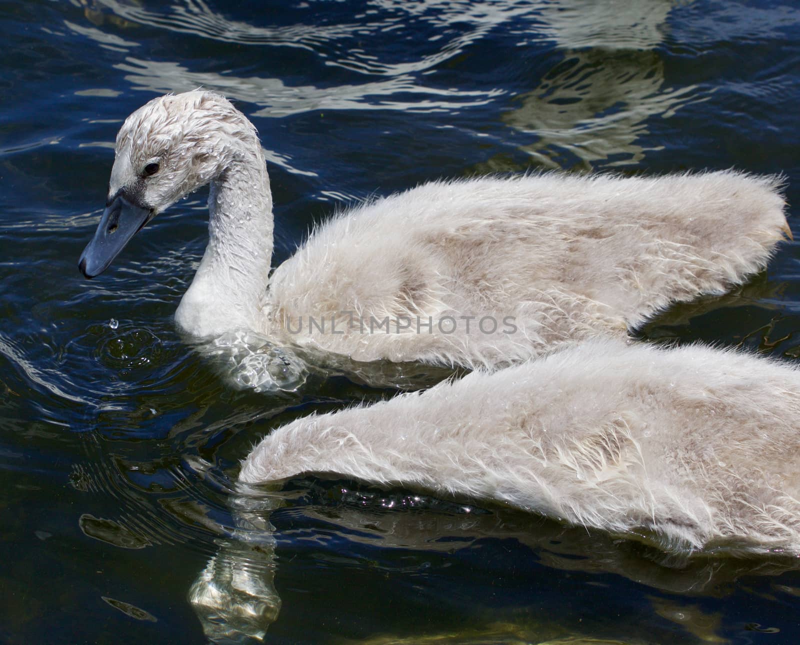 Two young mute swans are swimming together